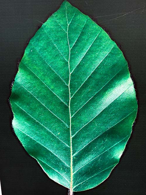 Hoja de haya