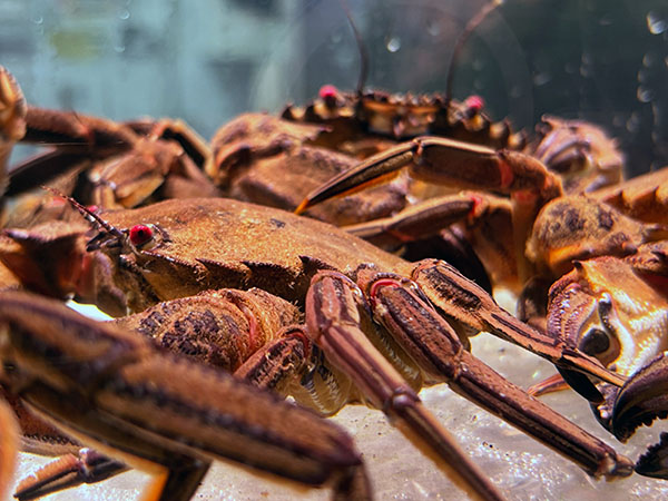 Nécoras en una cetárea asturiana