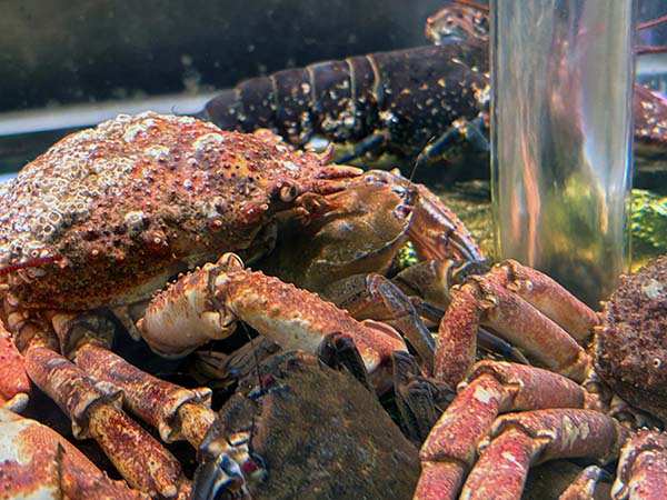 Centollos en una cetárea asturiana