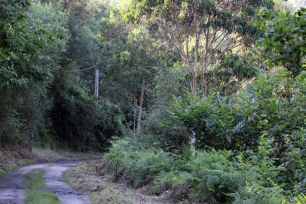 Camino de la Biescona en dirección al hayedo de la Biescona en la sierra del Sueve en Asturias