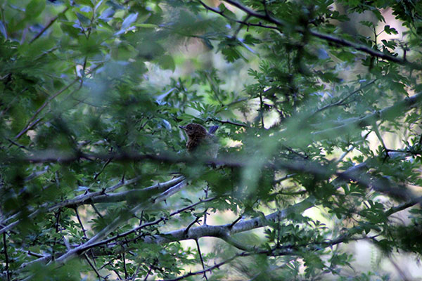 Pájaro cantando en el camino de la Biescona en en la sierra del Sueve en Asturias