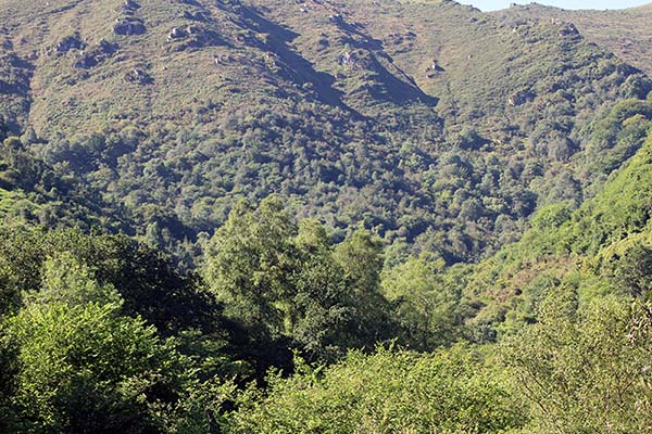 Hayedo de la Biescona en la sierra del Sueve en Asturias