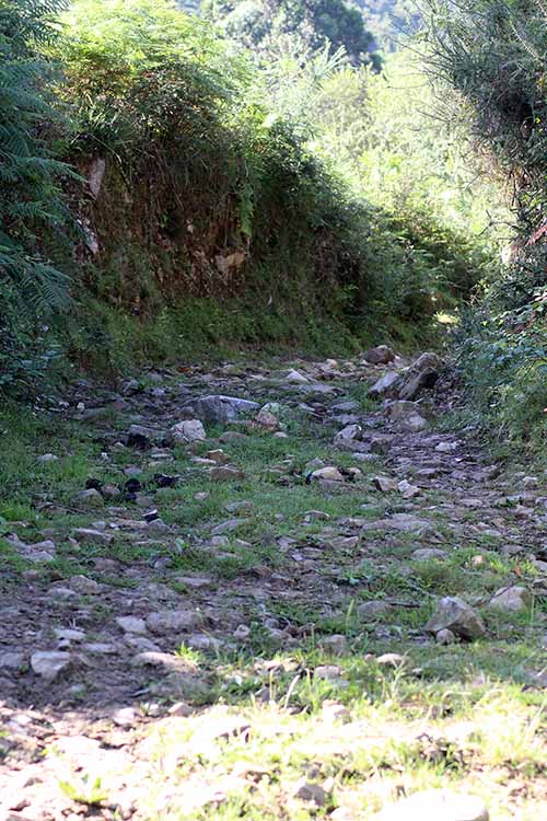 Camino de la Biescona en dirección al hayedo de la Biescona en la sierra del Sueve en Asturias