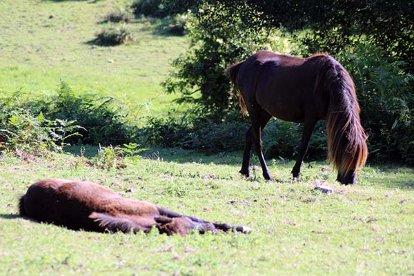 Caballos pastando en una majada en la sierra del Sueve en Asturias