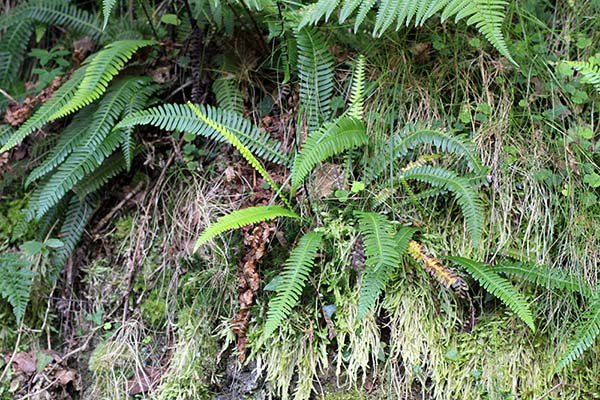 Helechos en el hayedo de la Biescona en el Sueve en Asturias