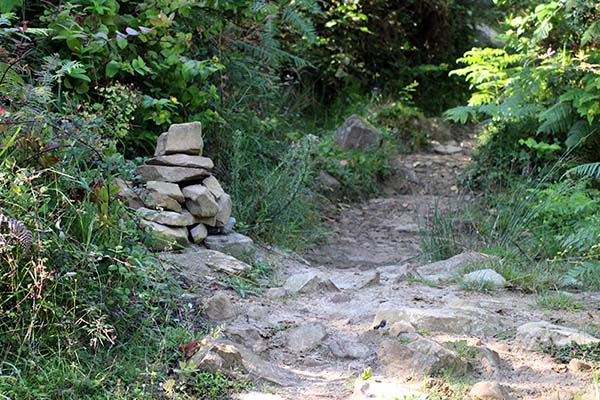 Hayedo de la Biescona en el Sueve en Asturias