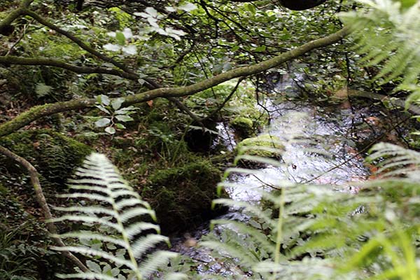 Arroyo en el hayedo de la Biescona en el Sueve en Asturias