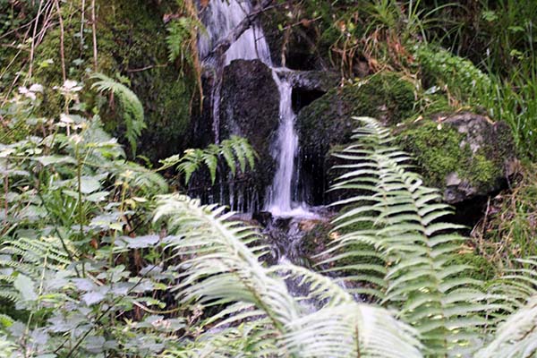 Hayedo de la Biescona en la sierra del Sueve en Asturias