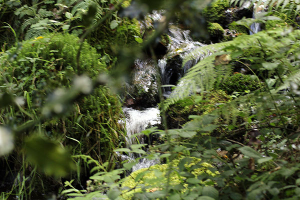 Arroyo en el hayedo de la Biescona en el Sueve en Asturias