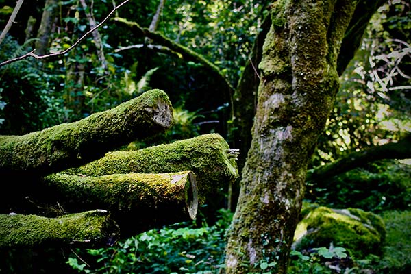 Musgos y líquenes invaden el hayedo de la Biescona en el Sueve en Asturias