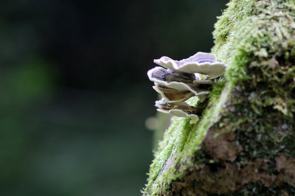 Hayedo de la Biescona en la sierra del Sueve en Asturias
