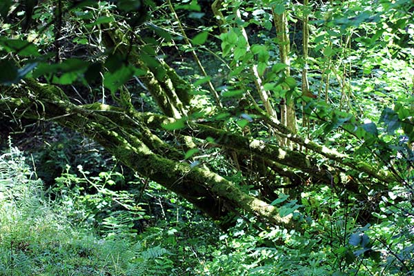 Hayedo de la Biescona en la sierra del Sueve en Asturias