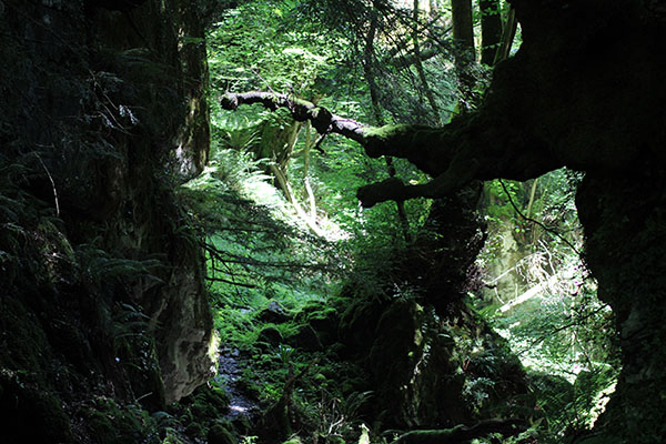 Hayedo de la Biescona en la sierra del Sueve en Asturias