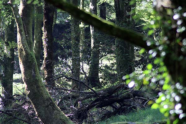 Hayedo de la Biescona en la sierra del Sueve en Asturias