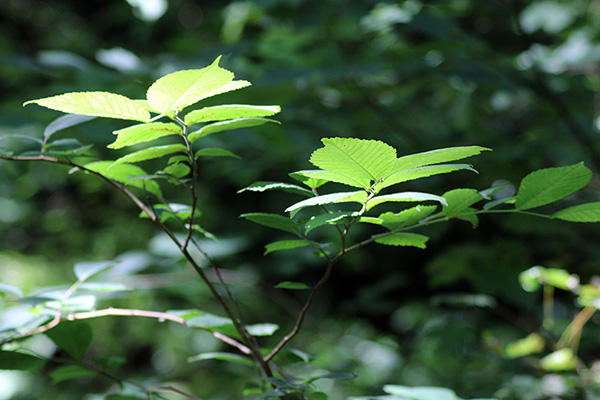 Hoja de haya