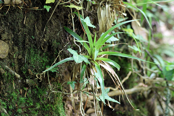 Hayedo de la Biescona en la sierra del Sueve en Asturias
