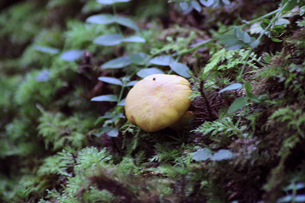 Hayedo de la Biescona en la sierra del Sueve en Asturias