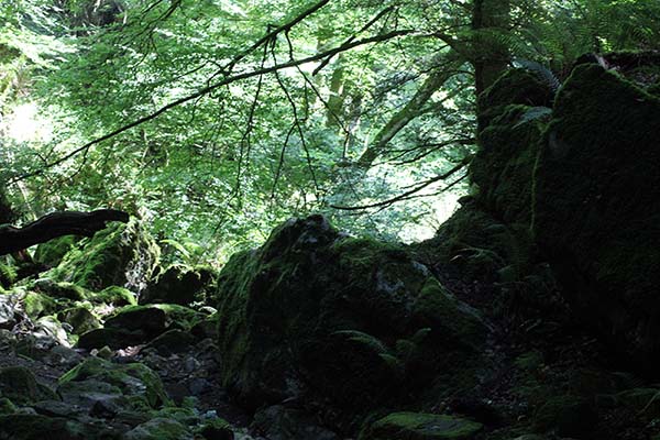 Hayedo de la Biescona en la sierra del Sueve en Asturias