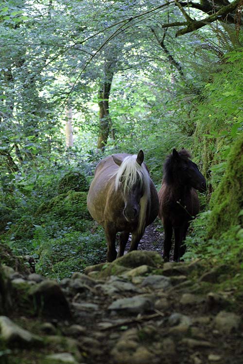 Hayedo de la Biescona en la sierra del Sueve en Asturias