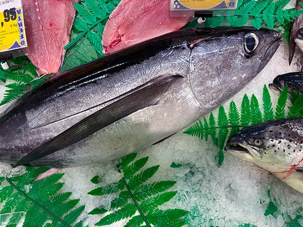 Bonito de la costera del Cantábrico