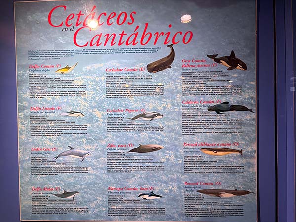 Panel ilustrativo de los cetáceos del Cantábrico que puedes ver en el Museo Marítimo de Luanco