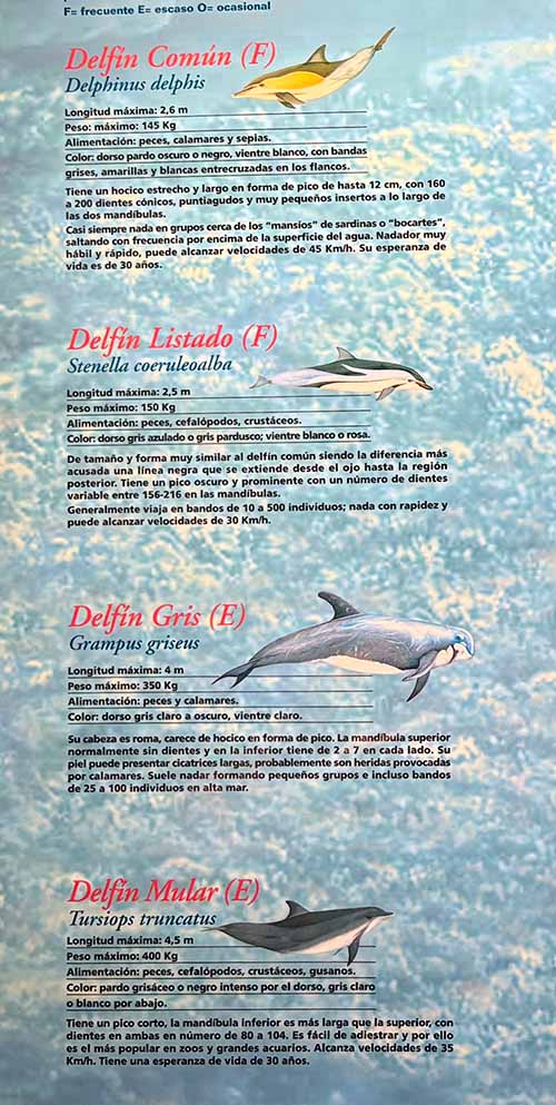 Delfines más habituales en el Cantabrico