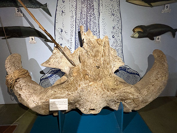 Parte occipital del cráneo de un rorcual común que se conserva en el Museo Marítimo de Luanco