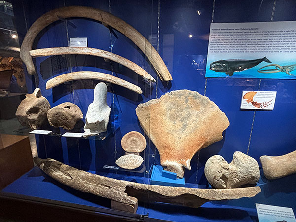 Huesos de ballena franca que puedes ver en el Museo Marítimo de Luanco