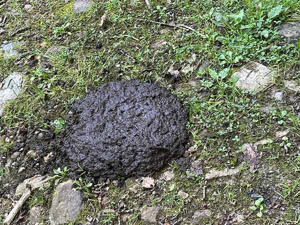 Excremento de ganado vacuno que a veces te encuentras por el Sueve en Asturias