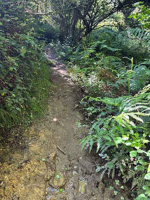 Surco en la maleza realizado por jabalíes en la sierra del Sueve en Asturias