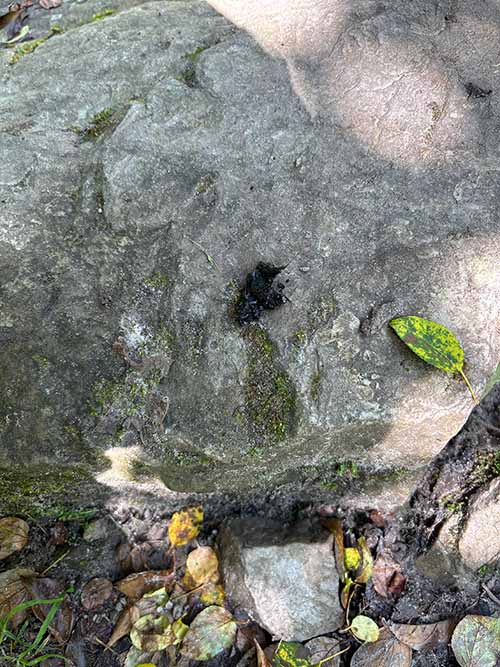 Excremento de un mustélido en el Sueve en Asturias