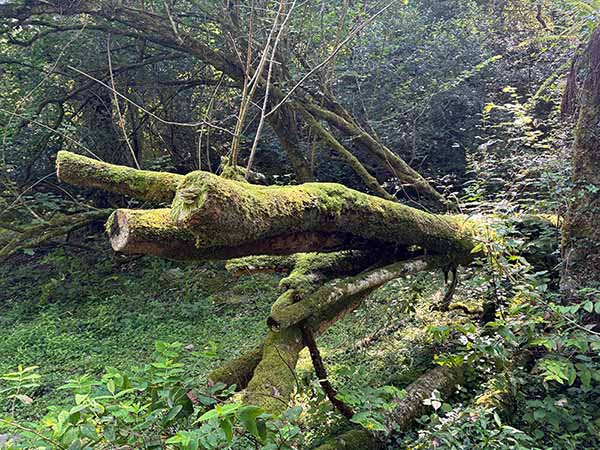 Musgos y líquenes invaden el hayedo de la Biescona en el Sueve en Asturias