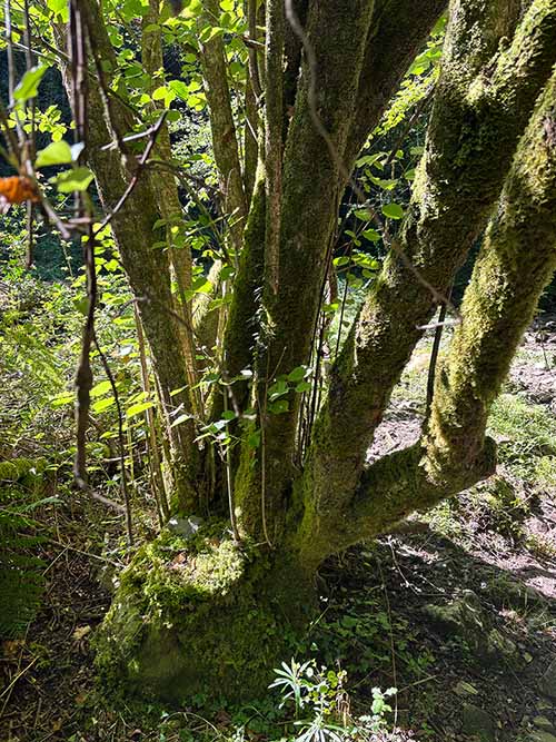Hayedo de la Biescona en la sierra del Sueve en Asturias