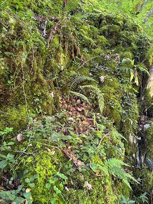 Musgos y líquenes invaden el hayedo de la Biescona en el Sueve en Asturias
