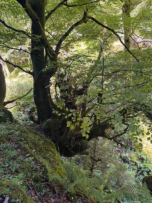 Hayedo de la Biescona en la sierra del Sueve en Asturias