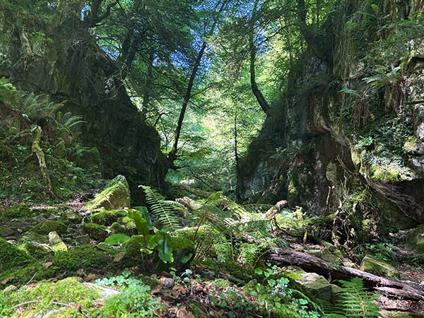 Entrando en el hayedo de la Biescona en la sierra del Sueve en Asturias
