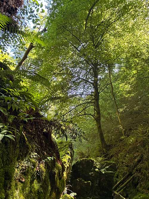 Hayedo de la Biescona en la sierra del Sueve en Asturias