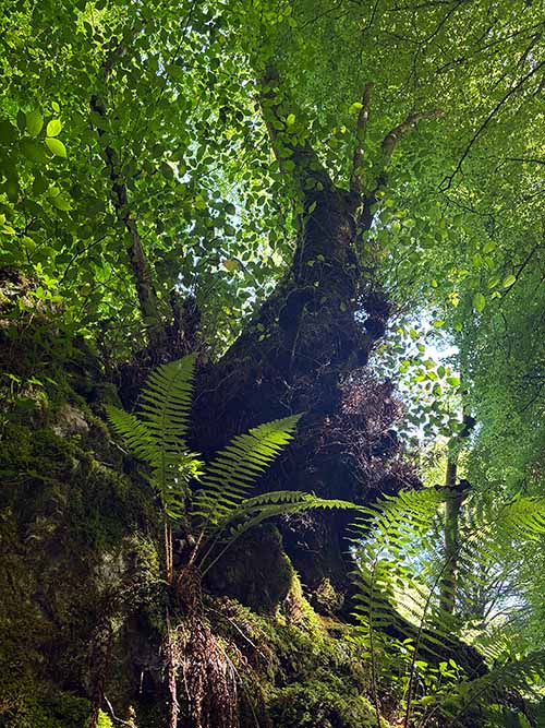 Hayedo de la Biescona en la sierra del Sueve en Asturias