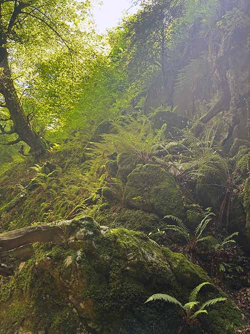 Hayedo de la Biescona en la sierra del Sueve en Asturias