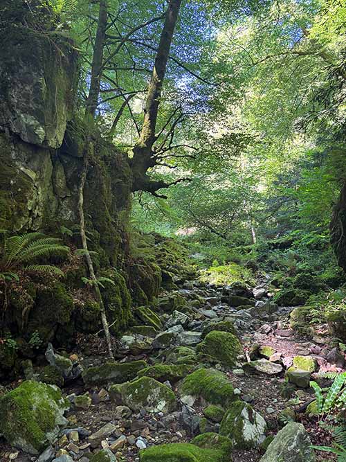 Hayedo de la Biescona en la sierra del Sueve en Asturias