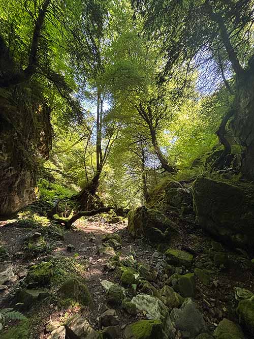 Hayedo de la Biescona en la sierra del Sueve en Asturias