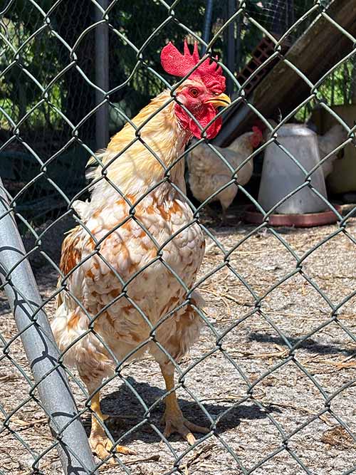 gallinas de los vaqueiros