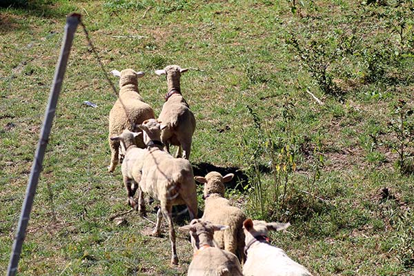 ovejas de los vaqueiros