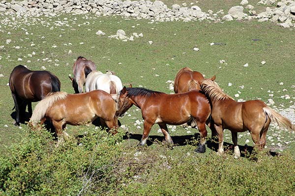 Caballos de los vaqueiros