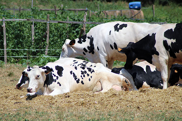 Vacuno de leche en Asturias