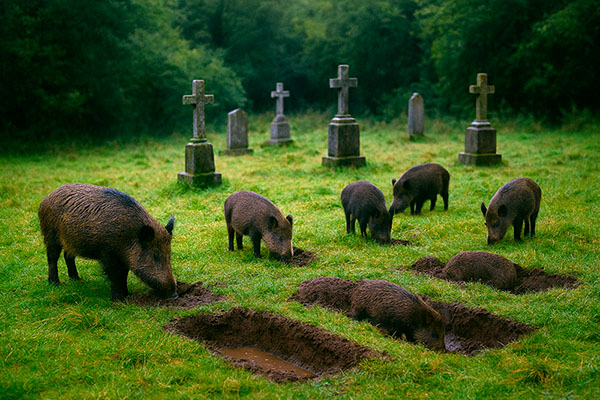 Jabalíes en el cementerio