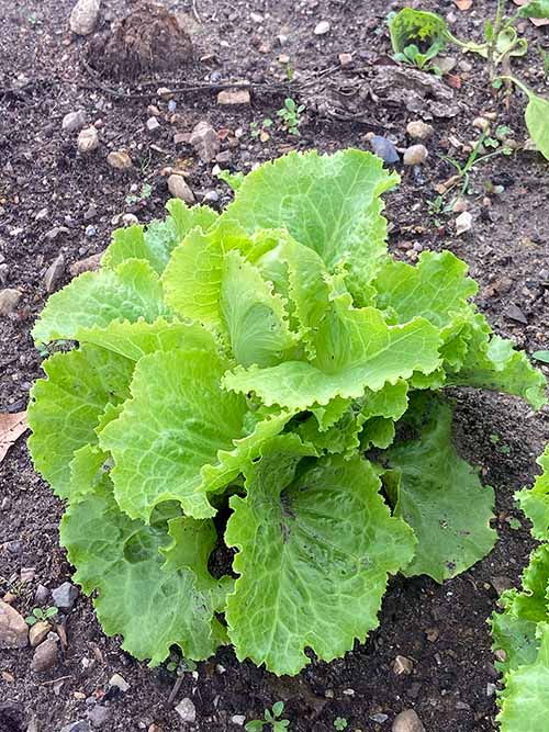 Lechuga asturiana