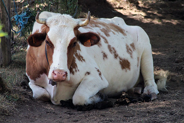 Vaca asturiana