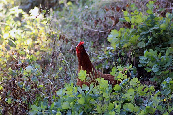 Gallina asturiana