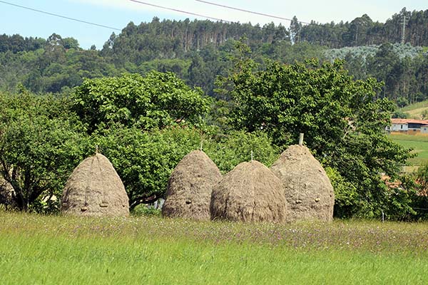 Balagar o vara de hierba para secar en Asturias